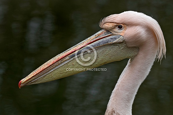 Eastern White Pelican Close Up Side Profile