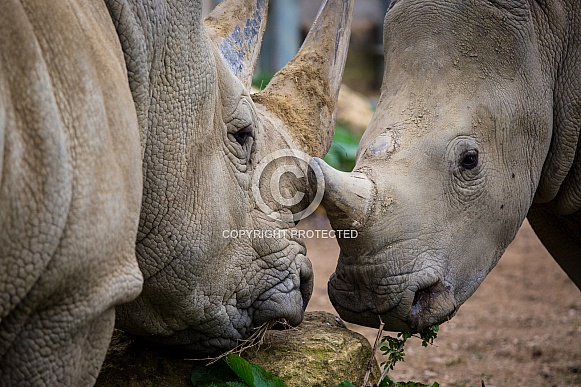 Two Rhinos Close Up