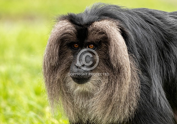 Lion Tailed Macaque Close Up