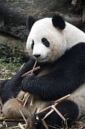 Giant Panda - Chengdu - China.