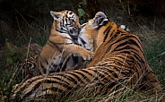 Amur tiger and cub