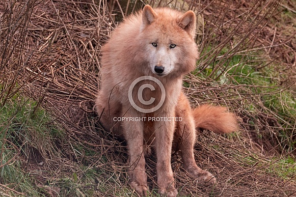 Arctic Wolf Sitting Upright