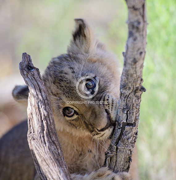 Lion cub chewing on a branch