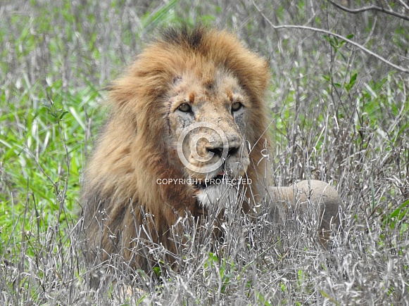 Male lion