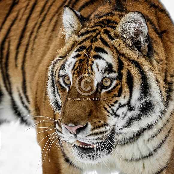 Siberian Tiger-Siberian Tiger Closeup