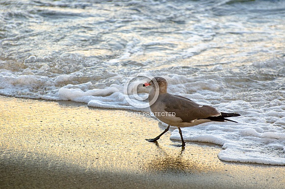 Seagull Strolling Shoreline at Sunset