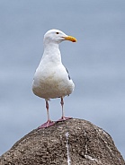Seagull posing on a rock