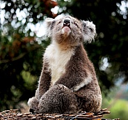 Koala looking up