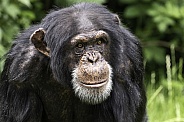 Chimpanzee Face Shot Close Up