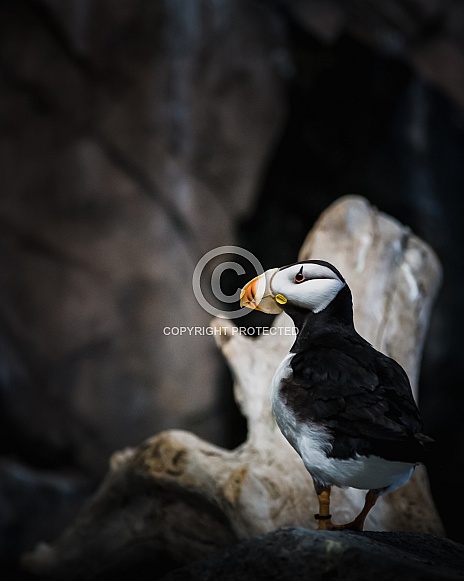 Puffin in soft light