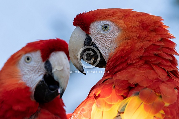 Two Scarlet Macaws Close Up