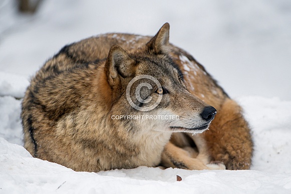 Grey Wolf, snow