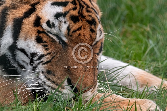 Amur Tiger Close Up Asleep