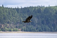Juvenile bald eagle flying over the bay