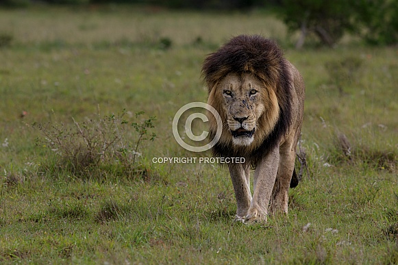 Male lion in Addo Elephant National Park