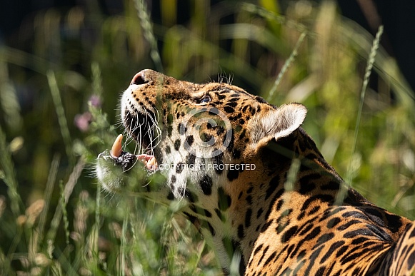 Jaguar Close Up Looking Upwards