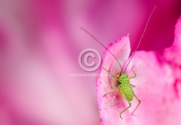 Grasshopper Nymph on pink flower