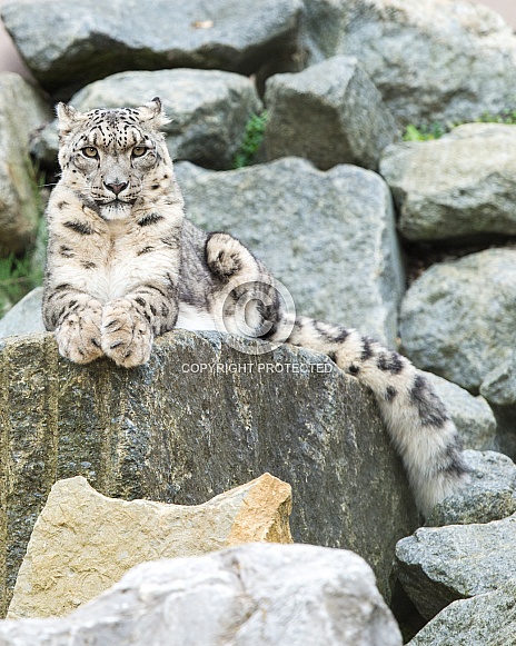 Snow Leopards on Rocks