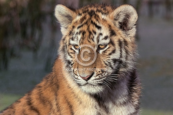 Amur Tiger Cub Close Up Face Shot