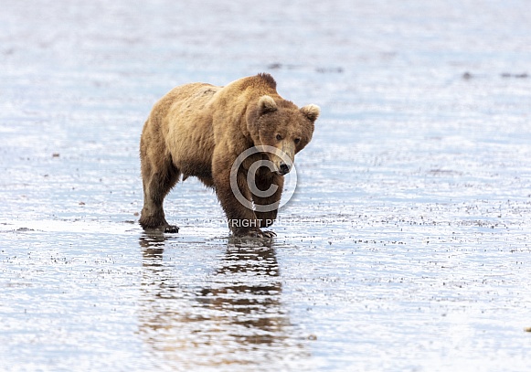 Large brown bear at low tide in the mud