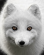 Arctic Fox-Yet Another Oh Those Eyes