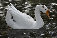 Chinese Swan Goose