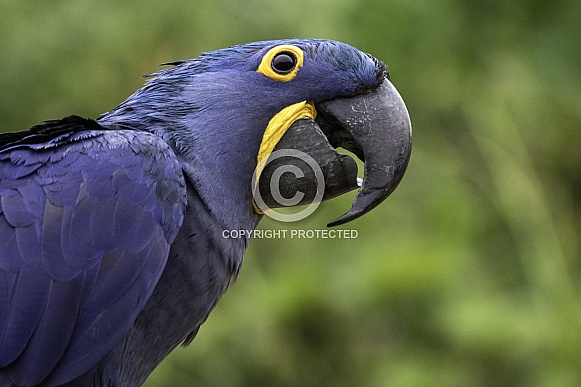 Hyacinth Macaw Side Profile