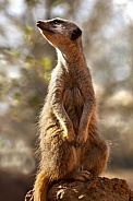 Male Meerkat (Suricata suricatta)