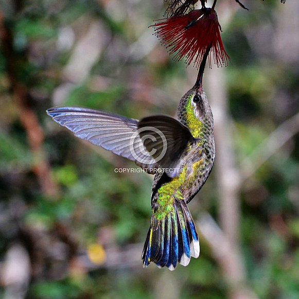 Hummingbird - Broad-billed in Flight