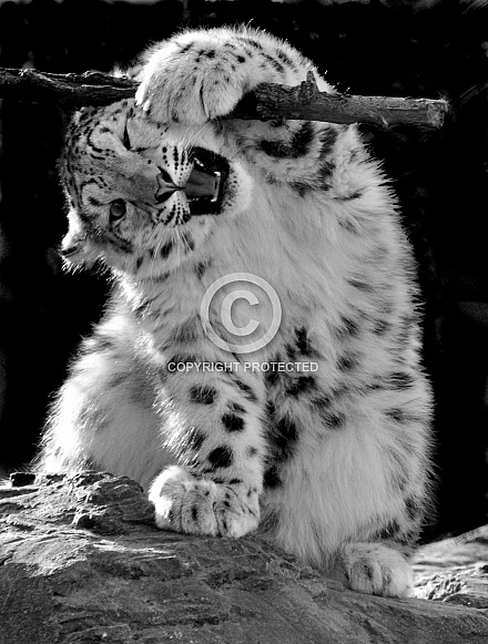 Snow Leopard with stick
