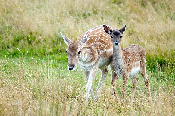 White tailed-deer - Mother and Fawn