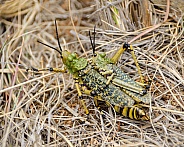 Green Milkweed Locusts