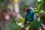 Hummingbird-Broadbill Hummingbird Closeup