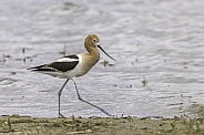 American Avocet on the beach searching for food
