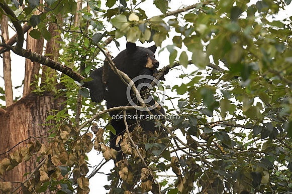 Black Bear in a tree