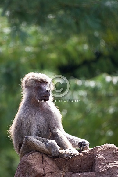 hamadryas baboon sitting on a rock