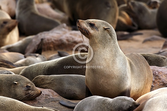 Cape Fur Seal - Cape Cross in Namibia