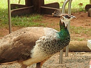 Female Peacock