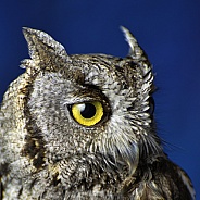 Owl - Western Screech Owl