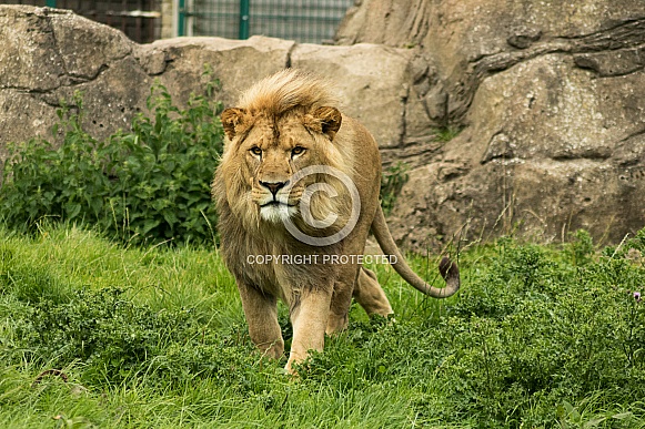 Lion Walking Forward