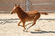 Young horse enjoying a run in the sand