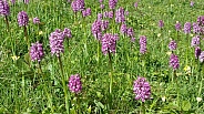 Field of orchids