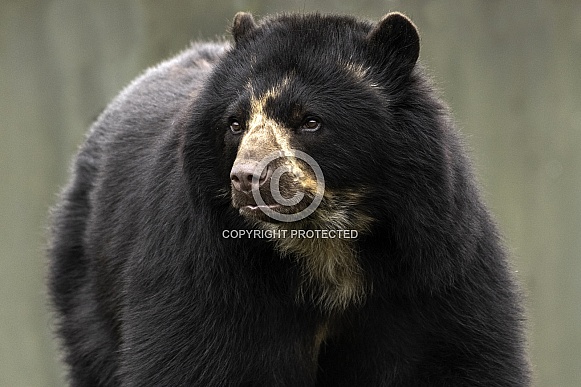 Andean Bear Close Up