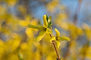 Forsythia Bush Blossoms