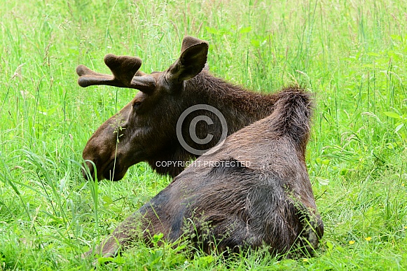 Bull Moose with velvet on his growing antlers