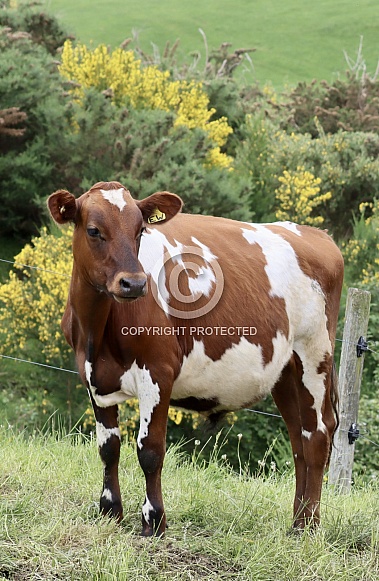 Ayrshire Cows