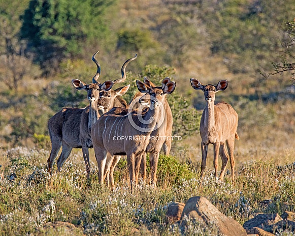 Kudu family group