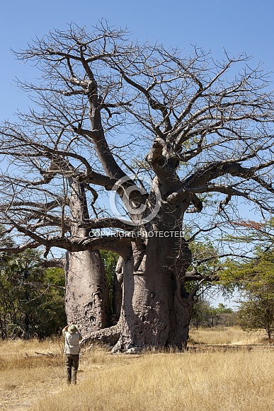 African Baobab - Caprivi Strip - Namibia