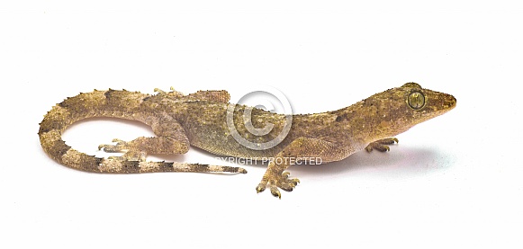 tropical, Afro American or cosmopolitan house gecko - Hemidactylus mabouia - a common parthenogenic lizard that has spread throughout the world.  Isolated on white background side profile view