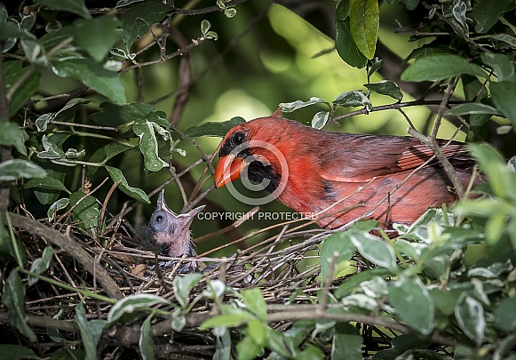 Cardinal Male with Chick